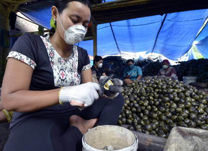 ANTARA FOTO/Ardiansyah PENGOLAHAN BUAH KOLANG KALING