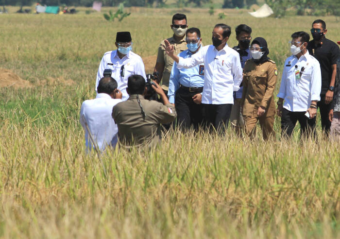 ANTARA FOTO/Dedhez Anggara Presiden Joko Widodo (kanan) menghadiri panen raya padi di desa Wanasari