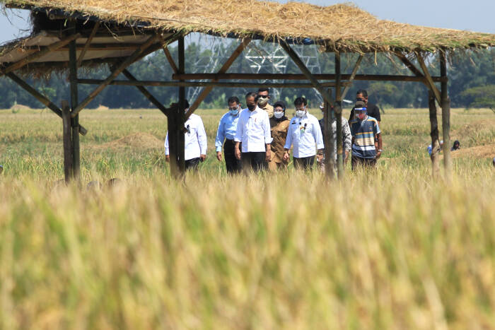 ANTARA FOTO/Dedhez Anggara Presiden Joko Widodo (kanan) menghadiri panen raya padi di desa Wanasari