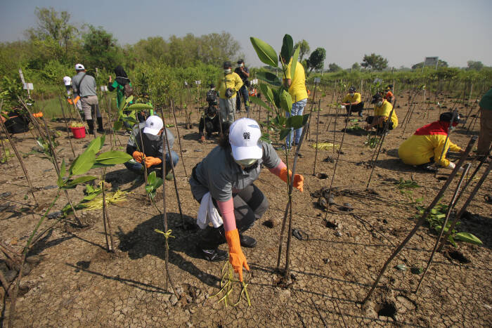 ANTARA FOTO/Didik Suhartono Aksi menanam seribu tanaman mangrove