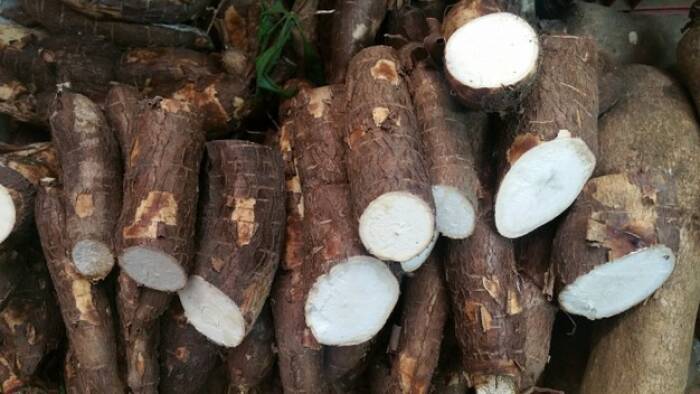 Singkong, bahan makanan yang mengandung sianida (photo/freepik/gustavomellossa) bahan makanan yang mengandung sianida