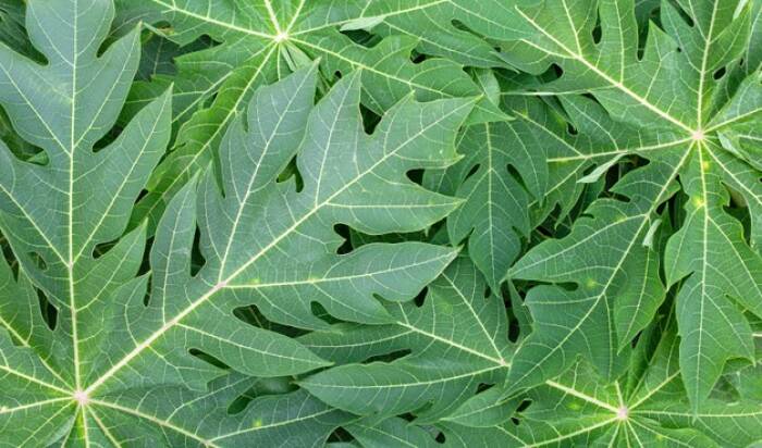 Daun pepaya, makanan sianida (photo/freepik/bowonpat) makanan sianida