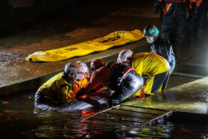 REUTERS/RICHARD FRANK @RICHARDFRANK Upaya penyelamatan dilakukan saat paus kecil terdampar di Sungai Thames