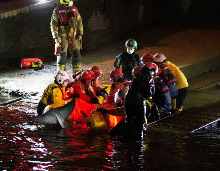 REUTERS/RICHARD FRANK @RICHARDFRANK Upaya penyelamatan dilakukan saat paus kecil terdampar di Sungai Thames