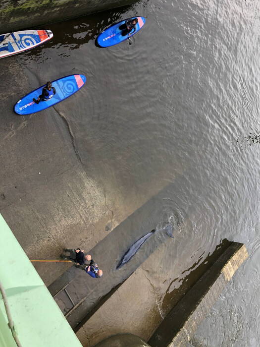 REUTERS/DAVID KORSAKS @dkfitldn Upaya penyelamatan dilakukan saat paus kecil terdampar di Sungai Thames