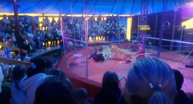 Singa menyerang pelatih di pertunjukan sirkus