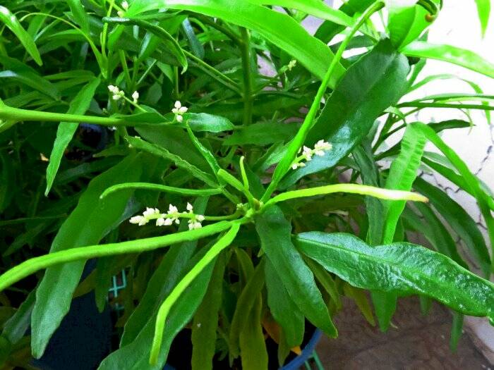 tanaman pengusir nyamuk aedes aegypti