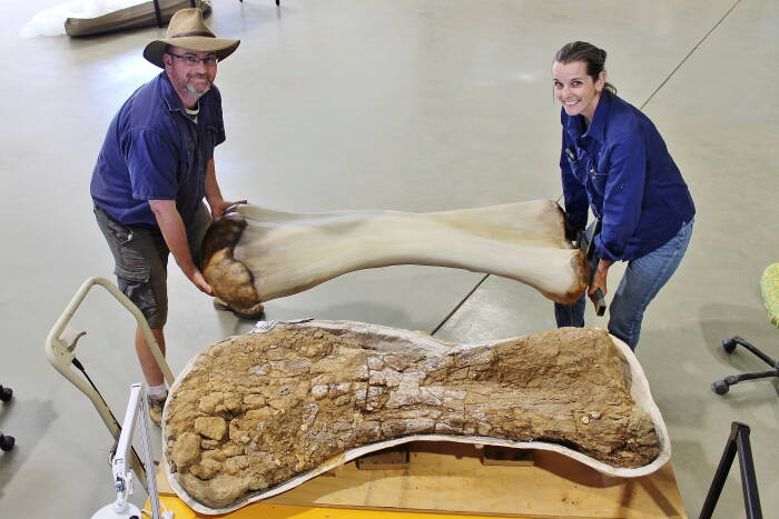 REUTERS/Eromanga Natural History Museum Spesies baru dinosaurus yang ditemukan di Queensland dikonfirmasi sebagai yang terbesar yang pernah ditemukan di Australia