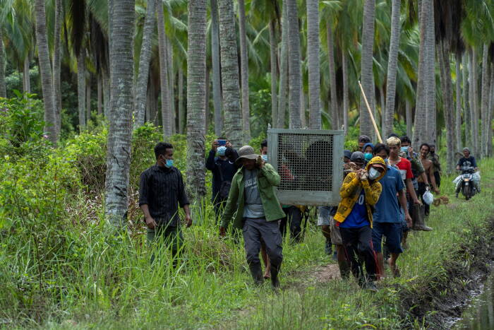 Indonesia melepasliarkan orangutan Kalimantan jantan ke hutan konservasi. Tanagupa, bagian dari Taman Nasional Gunung Palung, di Kabupaten Kayong Utara