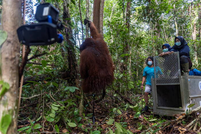 REUTERS/IAR & KLHK Indonesia melepasliarkan orangutan Kalimantan jantan ke hutan konservasi. Tanagupa, bagian dari Taman Nasional Gunung Palung, di Kabupaten Kayong Utara