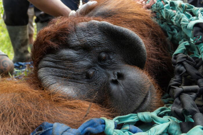 REUTERS/IAR & KLHK Indonesia melepasliarkan orangutan Kalimantan jantan ke hutan konservasi. Tanagupa, bagian dari Taman Nasional Gunung Palung, di Kabupaten Kayong Utara
