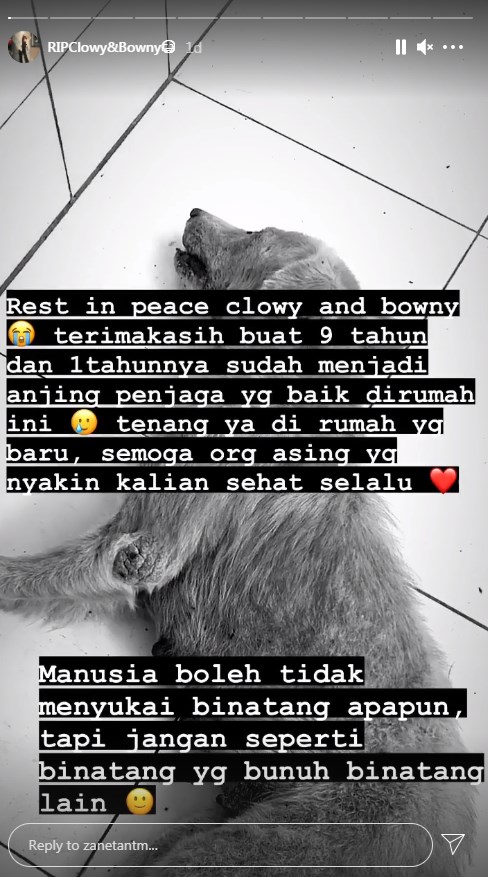 (Instagram/zanetantm) viral dua ekor anjing mati