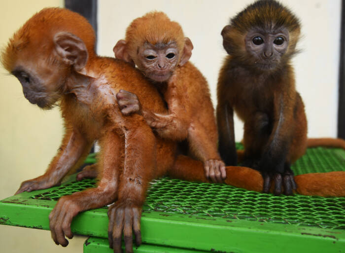 ANTARA FOTO/Asep Fathulrahman BKSDA BANTEN AMANKAN LUTUNG JAWA