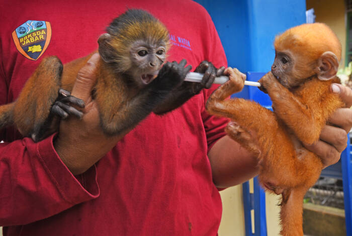 ANTARA FOTO/Asep Fathulrahman BKSDA BANTEN AMANKAN LUTUNG JAWA