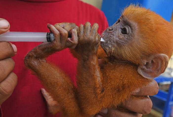 ANTARA FOTO/Asep Fathulrahman BKSDA BANTEN AMANKAN LUTUNG JAWA