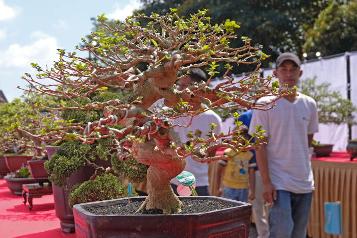 ANTARA FOTO/Anis Efizudin PAMERAN BONSAI TINGKAT NASIONAL