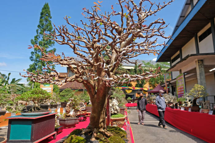 ANTARA FOTO/Anis Efizudin PAMERAN BONSAI TINGKAT NASIONAL