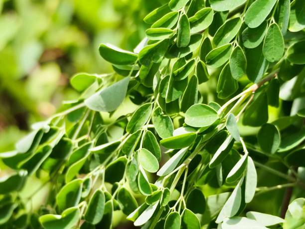 Daun kelor obat COVID-19 (photo/istock/lynnebeclu) obat covid