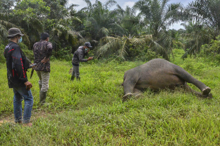 ANTARA Foto/Hayaturrahmah GAJAH SUMATERA MATI DIBUNUH