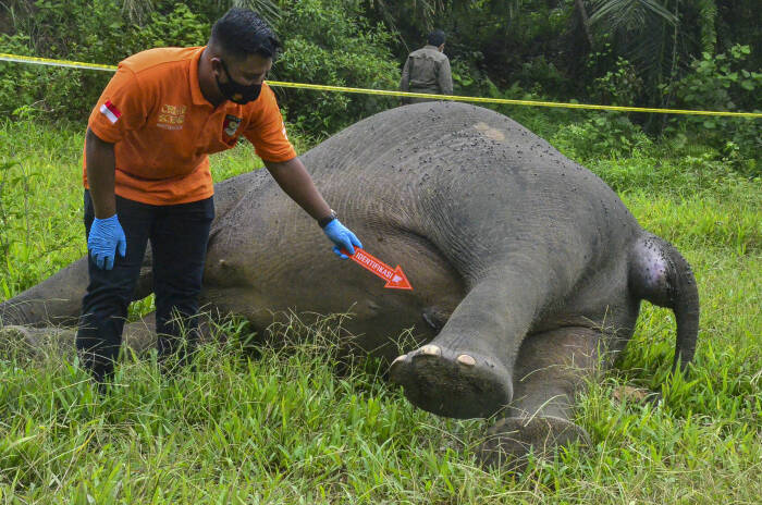ANTARA Foto/Hayaturrahmah GAJAH SUMATERA MATI DIBUNUH