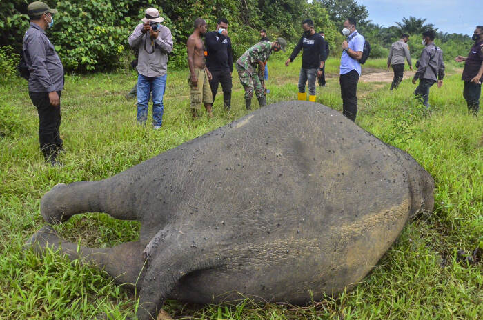 ANTARA Foto/Hayaturrahmah GAJAH SUMATERA MATI DIBUNUH