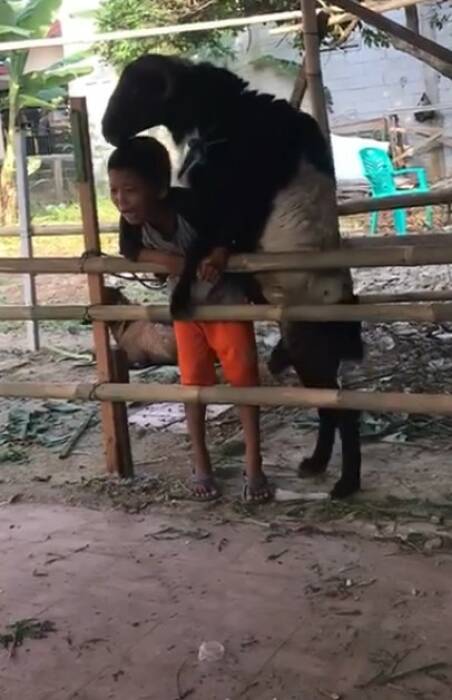 (Photo/Facebook) kambing perkosa bocah