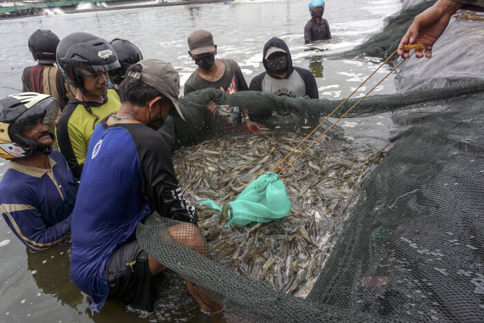 ANTARA FOTO/Harviyan Perdana Putra PANEN RAYA UDANG VANAME