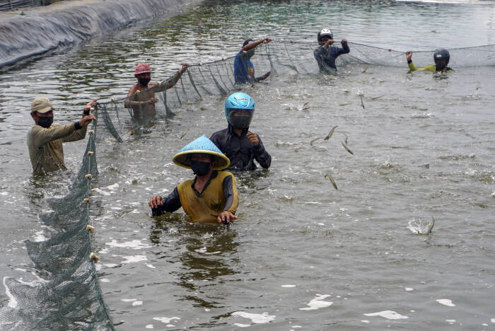 ANTARA FOTO/Harviyan Perdana Putra PANEN RAYA UDANG VANAME