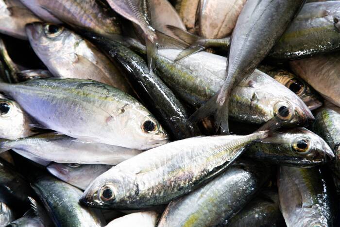Ikan tuna makanan untuk kekebalan tubuh makanan untuk kekebalan tubuh
