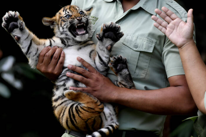 ANTARA FOTO/Zabur Karuru BAYI HARIMAU SUMATERA TAMAN SAFARI PRIGEN