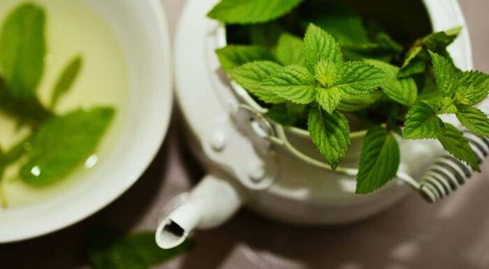 Ilustrasi peppermint (photo/pixabay/congerdesign) obat perut kembung masuk angin