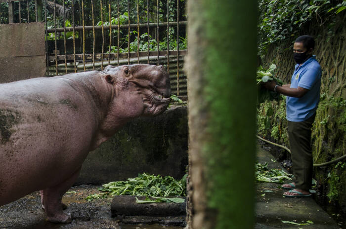 Pawang hewan memberi makan sayuran Sawi hasil donasi ke Kuda Nil (ANTARA FOTO/Novrian Arbi) Pawang hewan memberi makan sayuran Sawi hasil donasi ke Kuda Nil