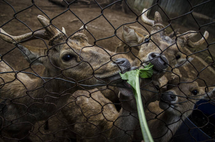Pawang hewan memberi makan sayuran Sawi hasil donasi ke Rusa (ANTARA FOTO/Novrian Arbi) Pawang hewan memberi makan sayuran Sawi hasil donasi ke Rusa