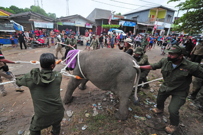 ANTARA FOTO/Wahdi Septiawan EVAKUASI ANAK GAJAH SUMATERA DI JAMBI
