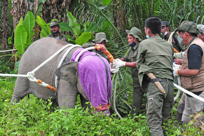 ANTARA FOTO/Wahdi Septiawan EVAKUASI ANAK GAJAH SUMATERA DI JAMBI