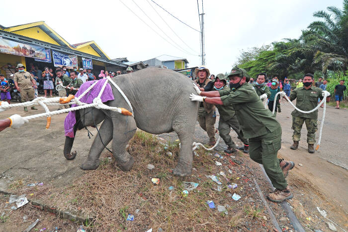 ANTARA FOTO/Wahdi Septiawan EVAKUASI ANAK GAJAH SUMATERA DI JAMBI