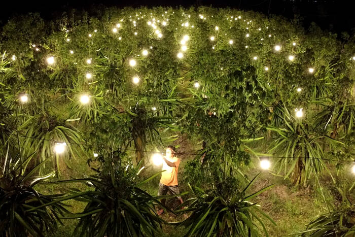 ANTARA FOTO/Budi Candra Setya MENYINARI TANAMAN BUAH NAGA