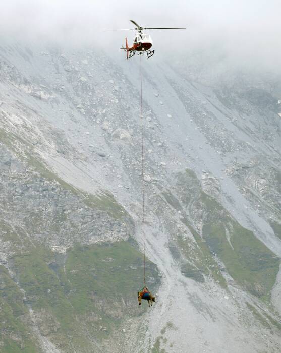 Sapi Swiss yang terluka mendapatkan tumpangan helikopter dari padang rumput Alpine