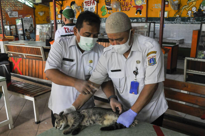 ANTARA FOTO/ Fakhri Hermansyah STERILISASI KUCING DI JAKARTA