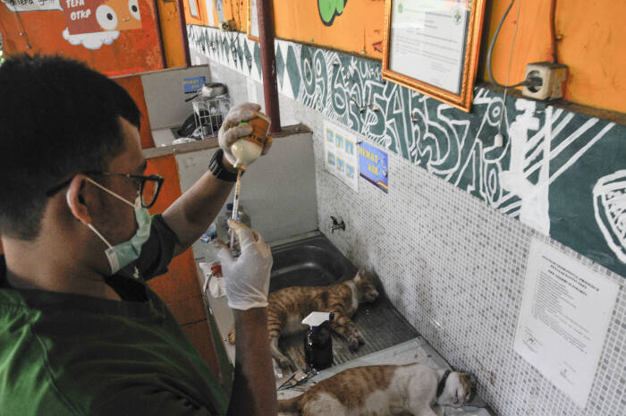 ANTARA FOTO/ Fakhri Hermansyah STERILISASI KUCING DI JAKARTA