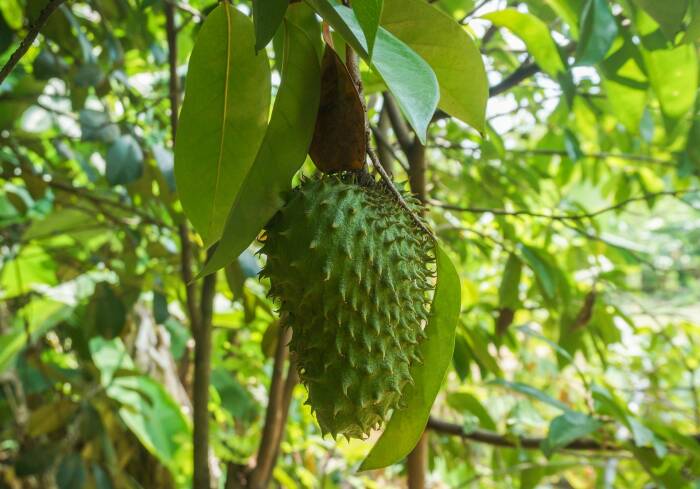 obat tradisional sakit pinggang paling ampuh 9