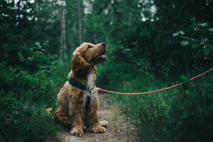 Ilustrasi anjing. (Pexels/Johann) anjing