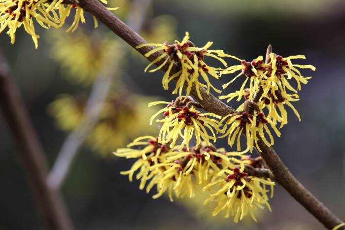 Ilustrasi witch hazel cara mengobati ambeien berdarah (photo/pixabay/hobbyknipse) cara mengobati ambeien berdarah