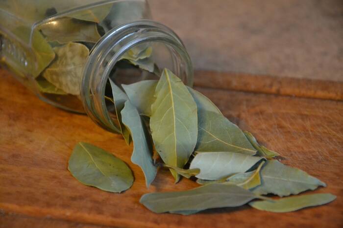 Ilustrasi daun salam obat tradisional asam urat (photo/pixabay/kropekk_pl) obat tradisional asam urat