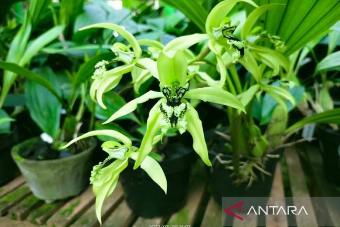 Anggrek hitam (HO/Pupuk Kaltim)