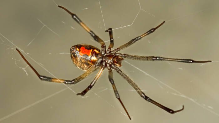 Brown Widow Spider
