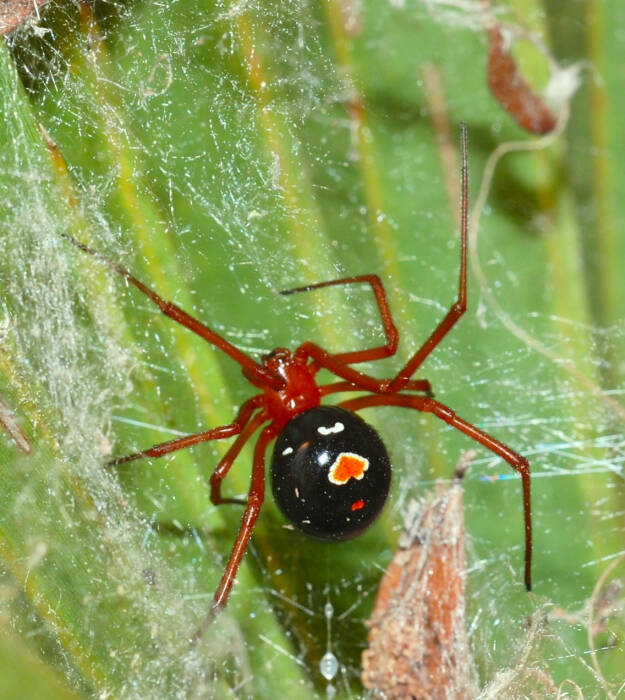 5 Laba Laba Paling Mematikan Di Dunia Salah Satunya Black Widow Spider