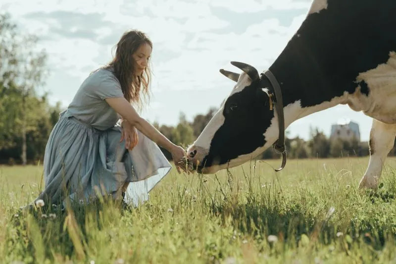 Ilustrasi seorang wanita memberi makan sapi. (Antara)