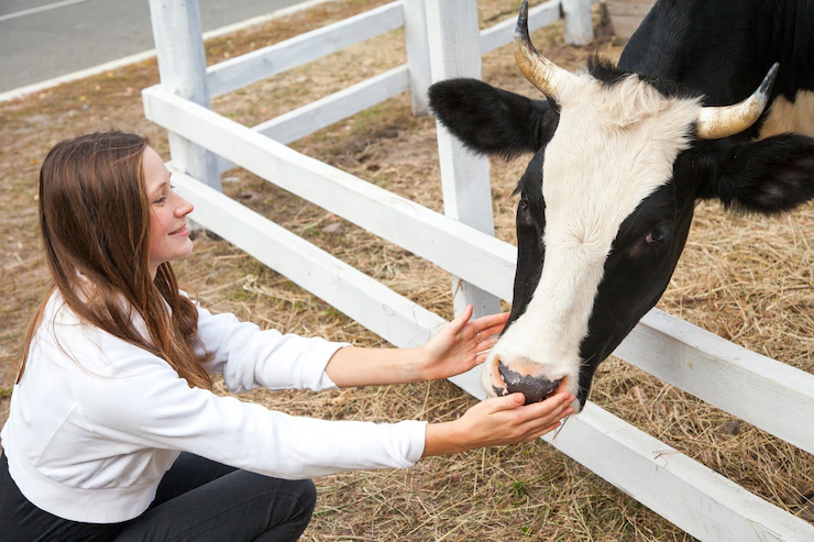 Ilustrasi seorang wanita memberi makan sapi. (Freepik)