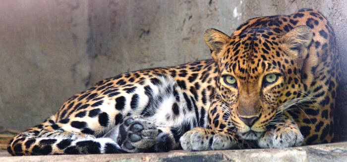 Leopard of the Central Provinces